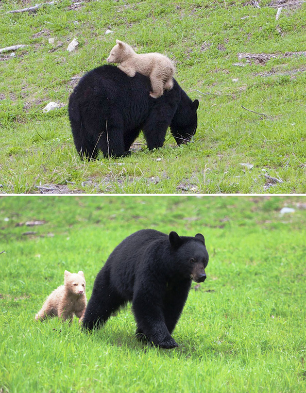 mother-bear-cubs-animal-parenting