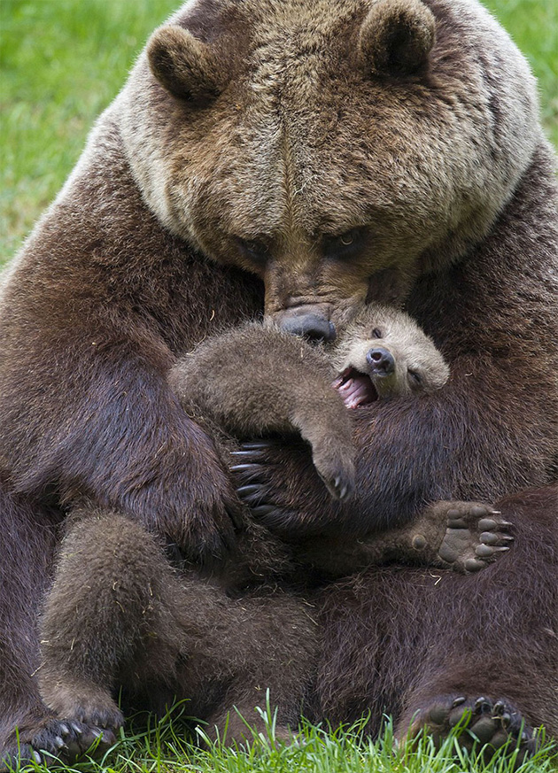 mother-bear-cubs-animal-parenting