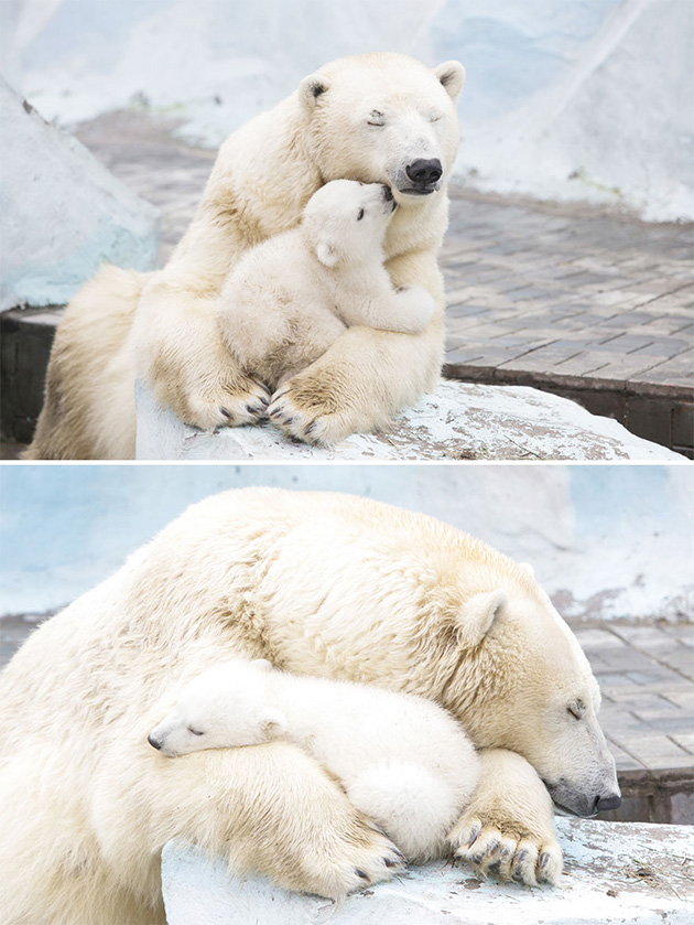 mother-bear-cubs-animal-parenting