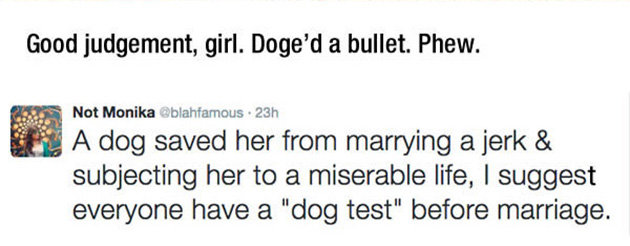 rejected-arranged-marriage-proposal-dog-6