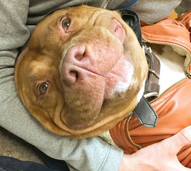 rescued-smiling-pitbull