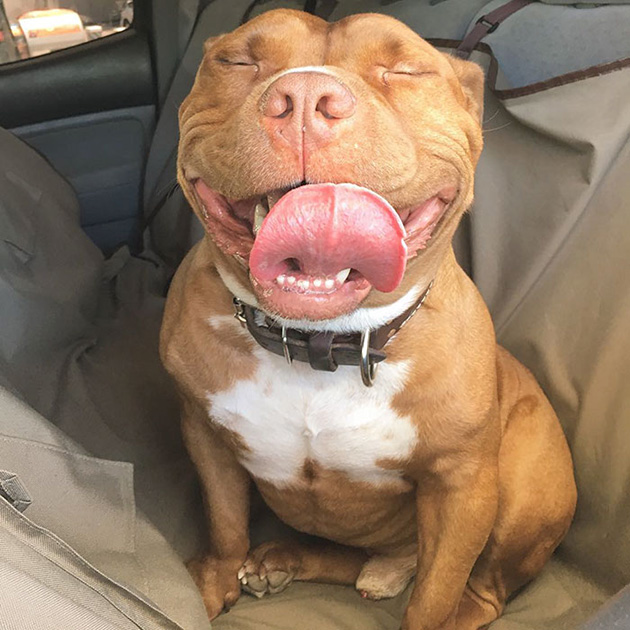 rescued-smiling-pitbull