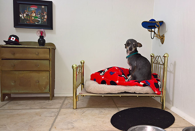 room-for-chihuahua-dog-3