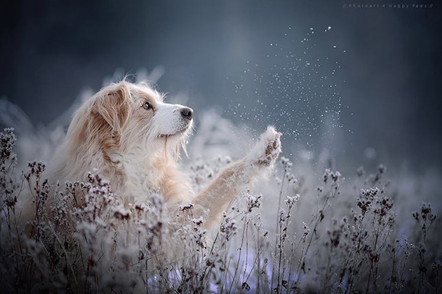 soulful-dogs-1