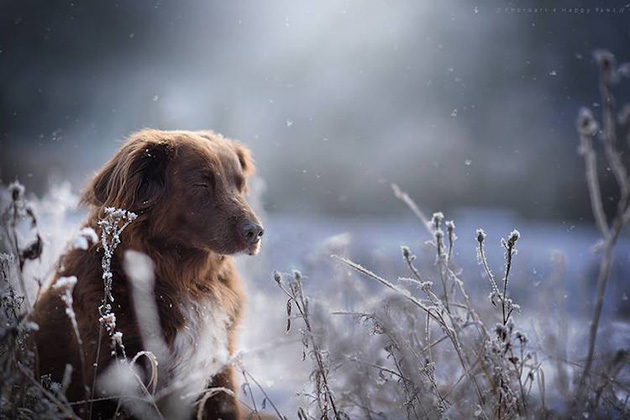 soulful-dogs-2