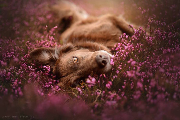 soulful-dogs-3
