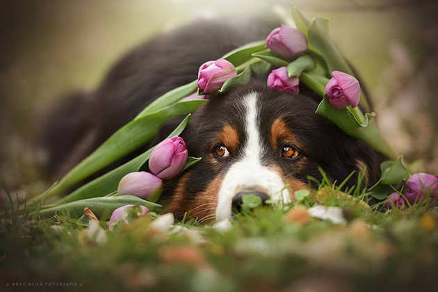 soulful-dogs-4