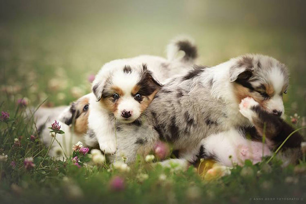 soulful-dogs-5