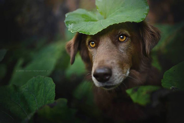 soulful-dogs-6