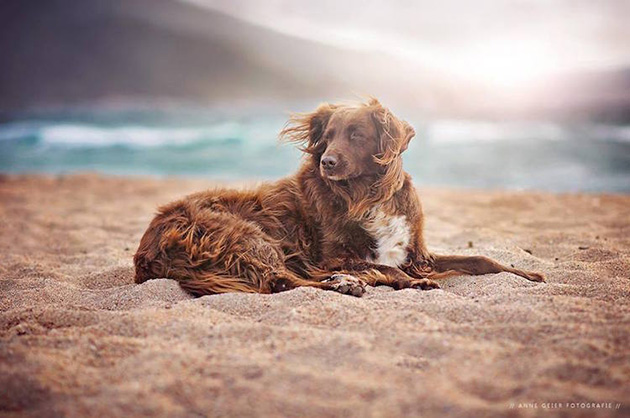 soulful-dogs-7