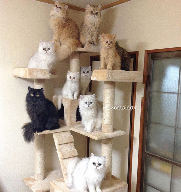12-cats-lady-japan