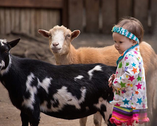 child-with-goats-cc-douglas-brown-1