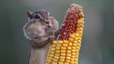 Comedy Wildlife Photography