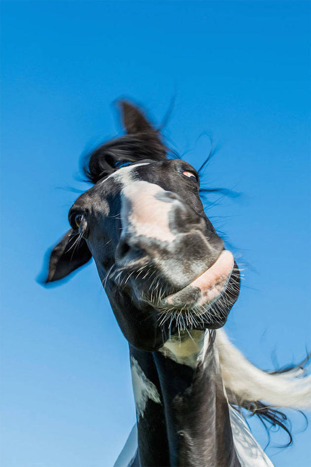 Comedy Wildlife Photography