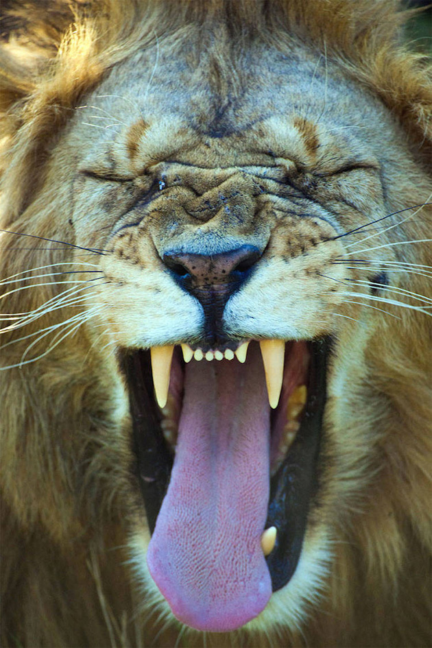 Comedy Wildlife Photography