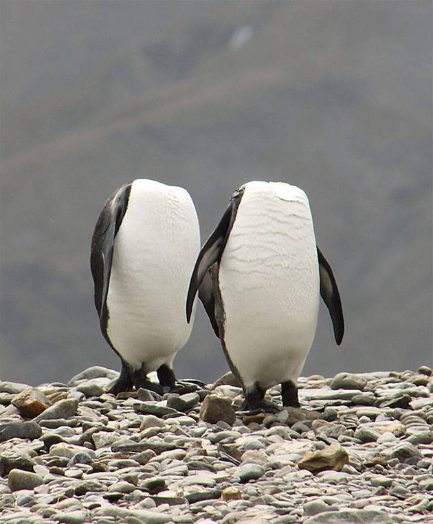 Comedy Wildlife Photography