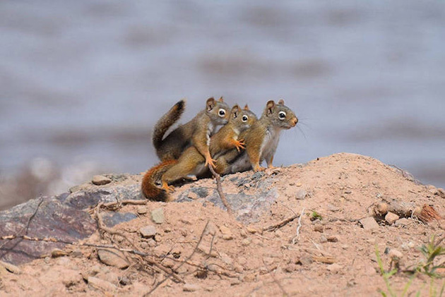 Comedy Wildlife Photography