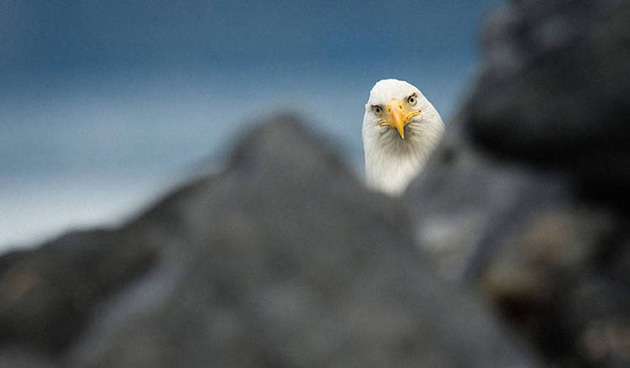 Comedy Wildlife Photography