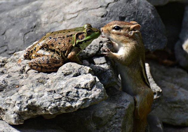 Comedy Wildlife Photography