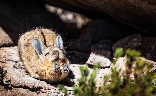 Comedy Wildlife Photography