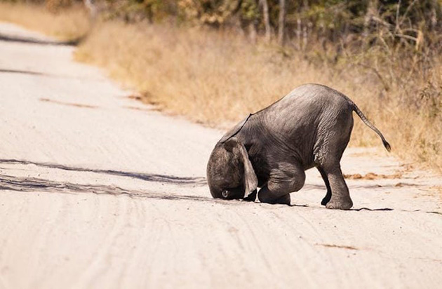 Comedy Wildlife Photography