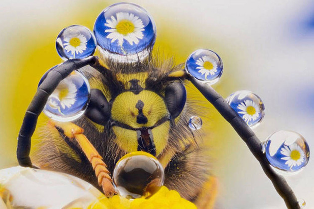 Comedy Wildlife Photography