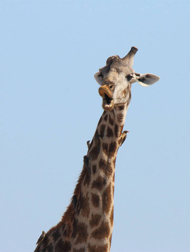 Comedy Wildlife Photography