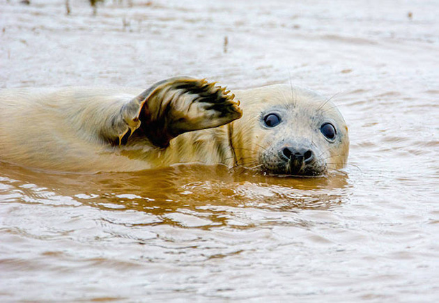 Comedy Wildlife Photography