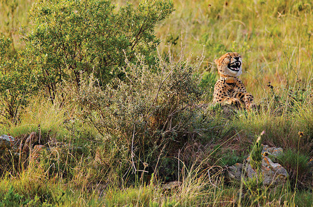 Comedy Wildlife Photography