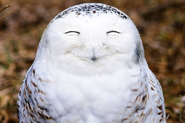 Comedy Wildlife Photography
