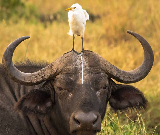 Comedy Wildlife Photography