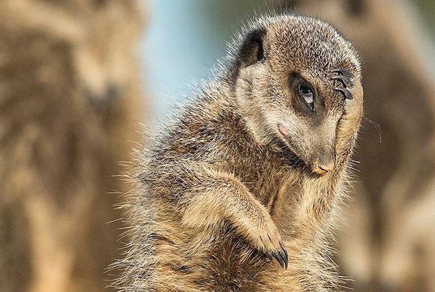 Comedy Wildlife Photography
