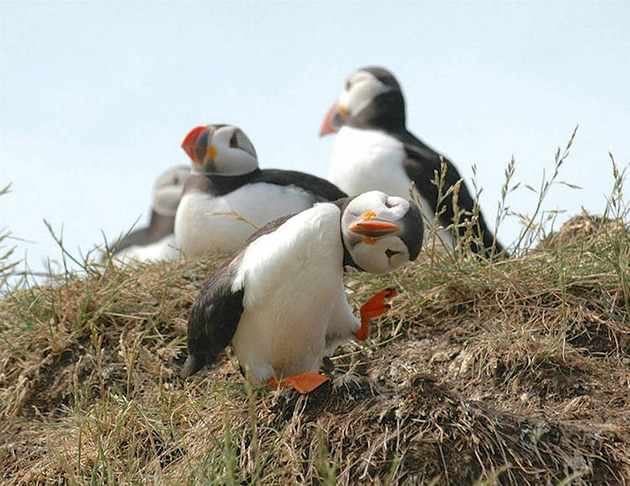 Comedy Wildlife Photography