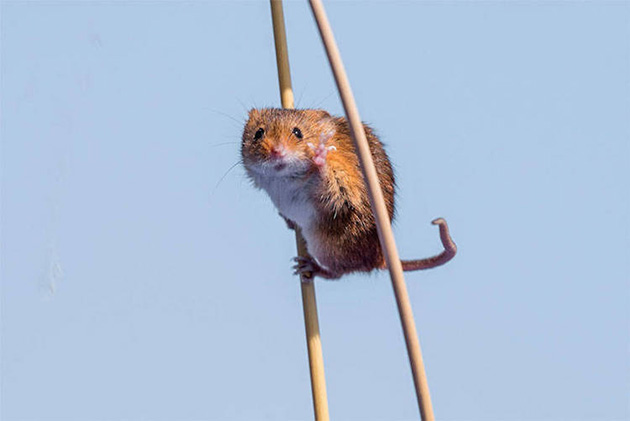 Comedy Wildlife Photography