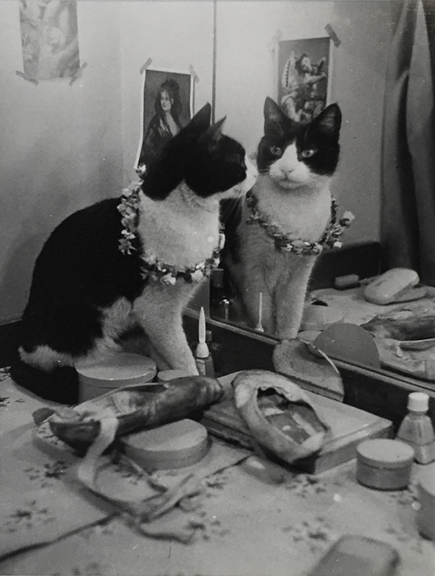Cats of London in the 1950s