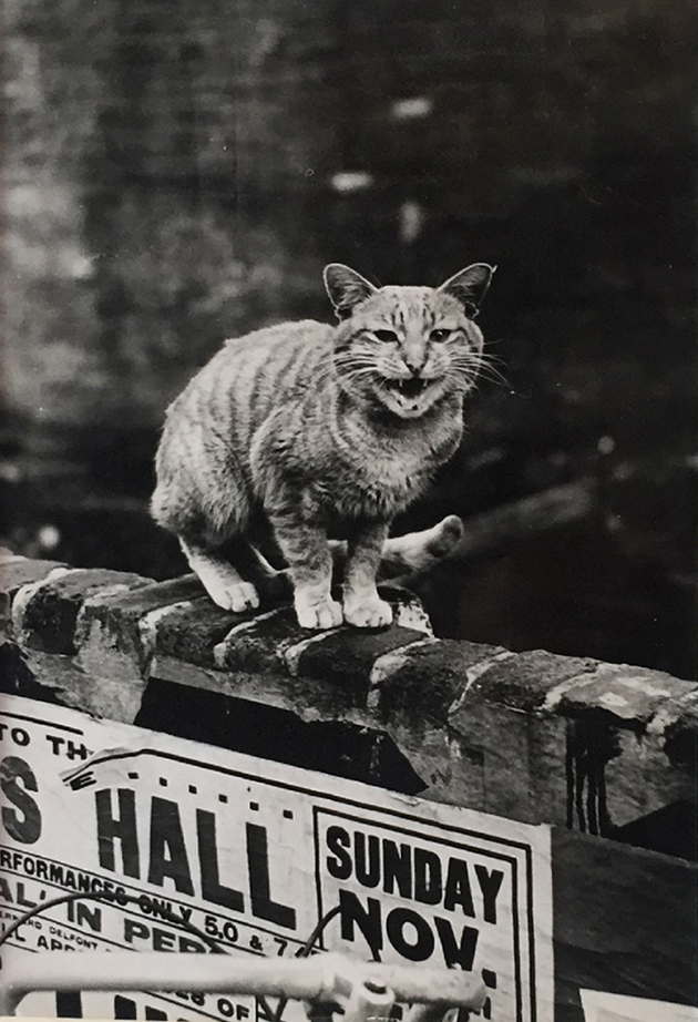 Cats of London in the 1950s