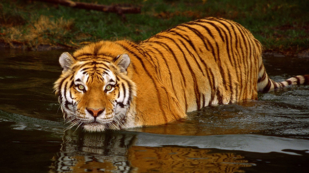 tiger-india-2