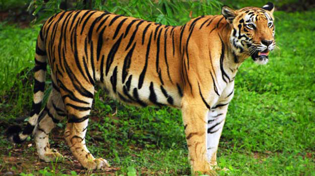 tiger-india-3