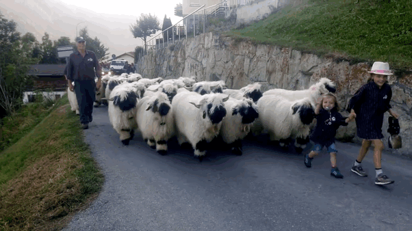 valais-blacknose-sheep