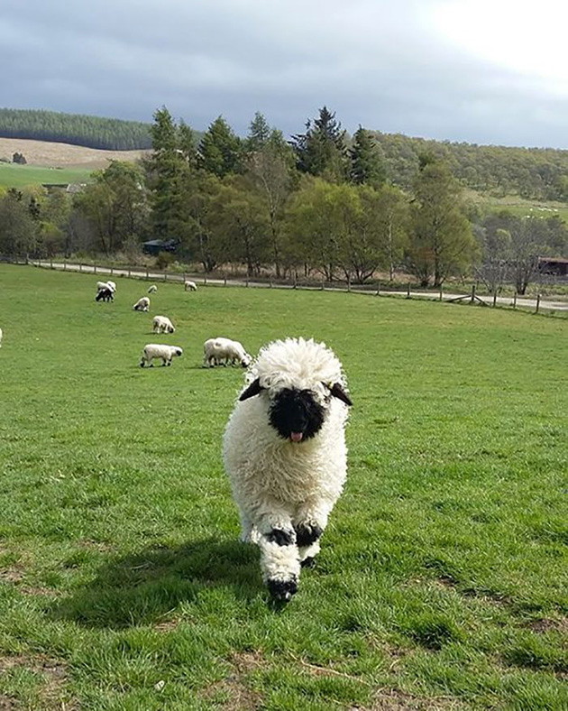 valais-blacknose-sheep