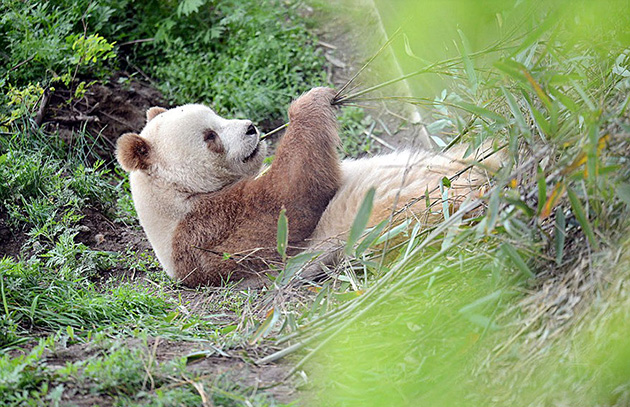 abandoned-brown-panda
