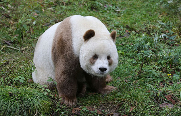 abandoned-brown-panda