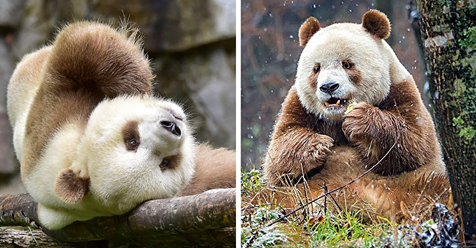 abandoned-brown-panda