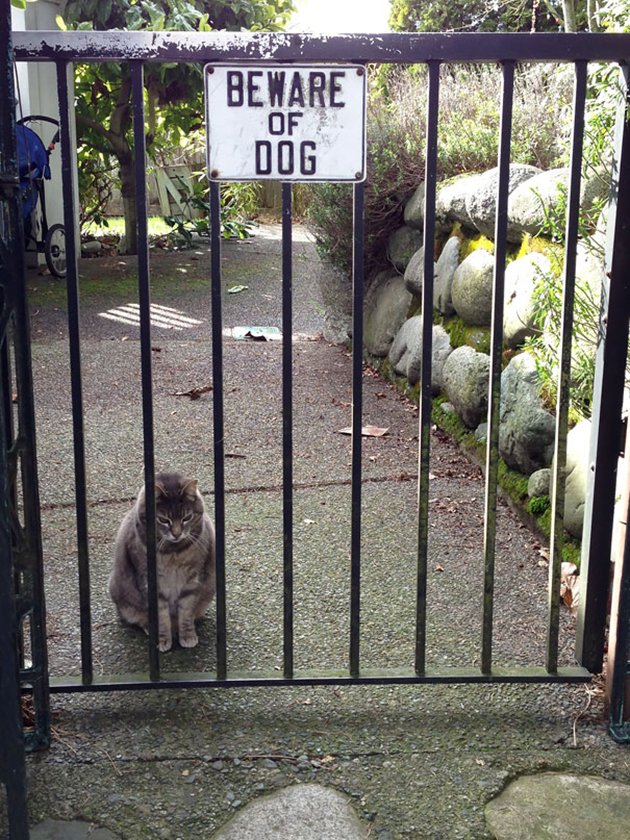 beware-of-the-dog
