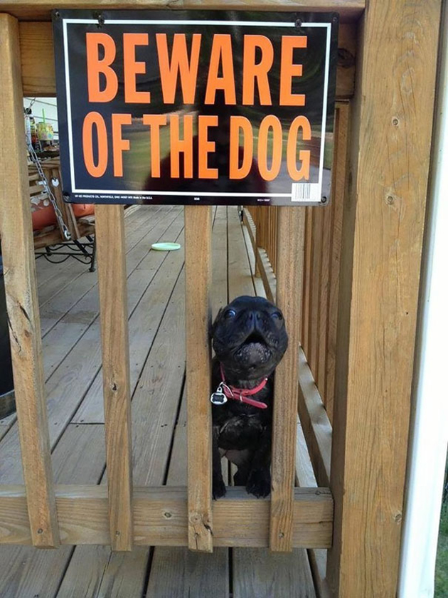 beware-of-the-dog