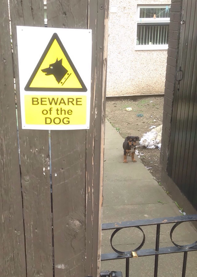 beware-of-the-dog