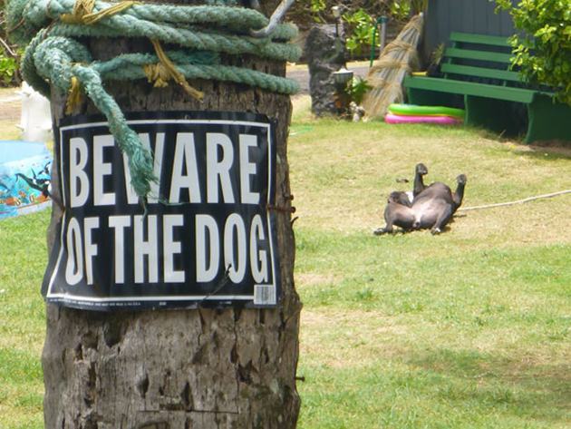 beware-of-the-dog