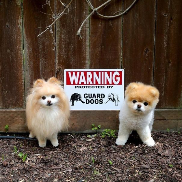 beware-of-the-dog