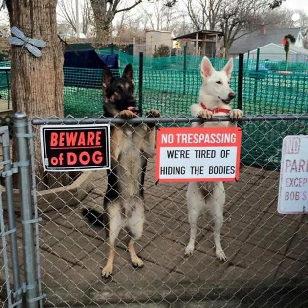 beware-of-the-dog
