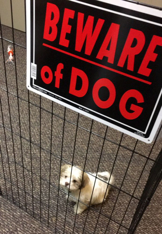 beware-of-the-dog